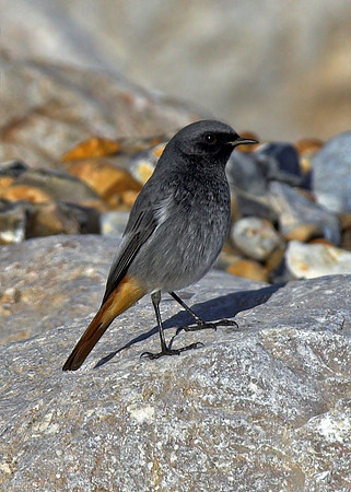 Black Redstart (adult male)