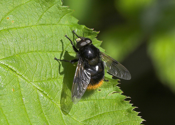 Bumblebee Hoverfly (Volucella bombylans)