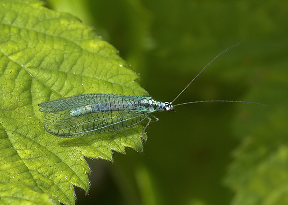 Lacewing (Chrysopa perla)
